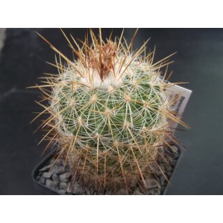 Stenocactus albatus  !!