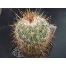 Stenocactus albatus  !!
