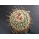 Stenocactus albatus  !!