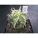 Euphorbia meloformis variegata / selten !