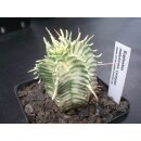 Euphorbia meloformis variegata / selten !