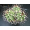 Echinocereus coccineus 3-k&ouml;pfig gro&szlig;  -...