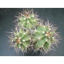 Echinocereus coccineus 3-k&ouml;pfig gro&szlig;  -...