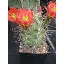 Echinocereus coccineus gro&szlig; (2) / winterhart  !!