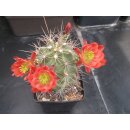 Echinocereus coccineus gro&szlig; (2) / winterhart  !!