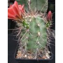 Echinocereus coccineus gro&szlig; (2) / winterhart  !!