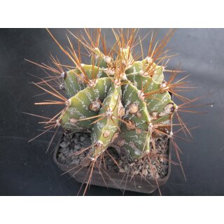 Astrophytum ornatum 14cm ( Sonderangebot ) !