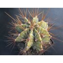 Astrophytum ornatum 14cm ( Sonderangebot ) !