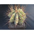 Astrophytum ornatum 14cm ( Sonderangebot ) !