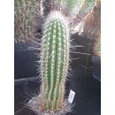 Trixanthocereus blossfeldiorum gro&szlig;e...