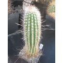 Trixanthocereus blossfeldiorum gro&szlig;e Nachzuchtpflanze !!