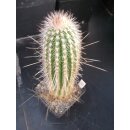 Trixanthocereus blossfeldiorum gro&szlig;e Nachzuchtpflanze !!