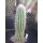 Trixanthocereus blossfeldiorum gro&szlig;e Nachzuchtpflanze !!