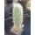 Trixanthocereus blossfeldiorum gro&szlig;e Nachzuchtpflanze !!