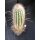 Trixanthocereus blossfeldiorum gro&szlig;e Nachzuchtpflanze !!
