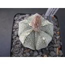 Astrophytum supercaputo x coahuilense Hybride wurzelecht!