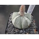 Astrophytum supercaputo x coahuilense Hybride wurzelecht!