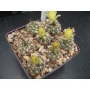 Gymnocalycium netrelianum Nachzuchtpflanzen 3,5 - 4cm...