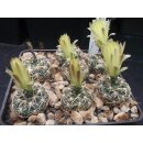 Gymnocalycium netrelianum Nachzuchtpflanzen 3,5 - 4cm...