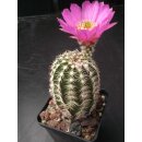 Echinocereus reichenbachii gro&szlig; u. frosthart !