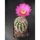 Echinocereus reichenbachii gro&szlig; u. frosthart !
