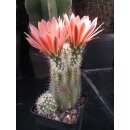 Echinocereus fendleri Hybride (3) gro&szlig; u. frosthart !!