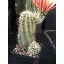 Echinocereus fendleri Hybride (3) gro&szlig; u. frosthart !!