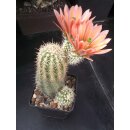 Echinocereus fendleri Hybride (3) gro&szlig; u. frosthart !!