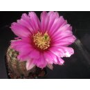 Echinocereus fendleri Hybride (4) gro&szlig; u. frosthart !!