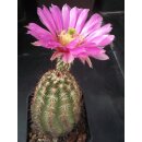 Echinocereus fendleri Hybride (4) gro&szlig; u. frosthart !!