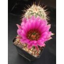 Echinocereus fendleri Hybride (5) gro&szlig; u. frosthart !!