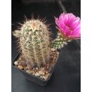 Echinocereus fendleri Hybride (5) gro&szlig; u. frosthart !!