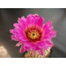 Echinocereus reichenbachii (3) gro&szlig; u. frosthart !