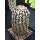 Echinocereus reichenbachii (3) gro&szlig; u. frosthart !
