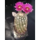 Echinocereus reichenbachii (4) gro&szlig; u. frosthart !