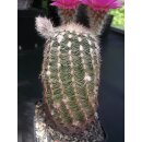 Echinocereus reichenbachii (4) gro&szlig; u. frosthart !
