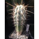 Browningia hertlingianus gro&szlig;e Nachzuchtpflanze !!