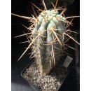 Browningia hertlingianus gro&szlig;e Nachzuchtpflanze !!