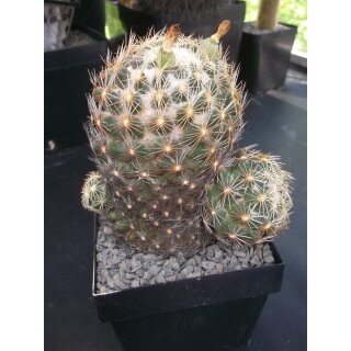 Coryphantha spec. sehr gro&szlig;e Altpflanze 13cm wurzelecht !