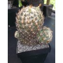 Coryphantha spec. sehr gro&szlig;e Altpflanze 13cm...