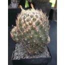 Coryphantha spec. sehr gro&szlig;e Altpflanze 13cm...