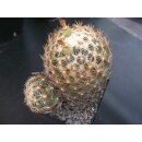 Coryphantha spec. sehr gro&szlig;e Altpflanze 13cm wurzelecht !