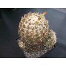 Coryphantha spec. sehr gro&szlig;e Altpflanze 13cm wurzelecht !