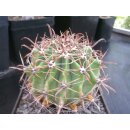Ferocactus wislizenii  ( Mesa Garden ) 11cm !