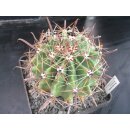 Ferocactus wislizenii  ( Mesa Garden ) 11cm !