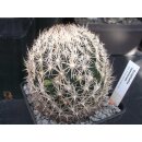Coryphantha hintoniorum Altpflanze wurzelecht !