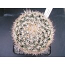 Coryphantha hintoniorum Altpflanze wurzelecht !