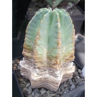 Echinocereus subinermis Altpflanze !