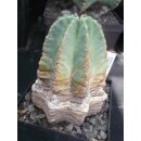 Echinocereus subinermis Altpflanze !