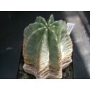 Echinocereus subinermis Altpflanze !